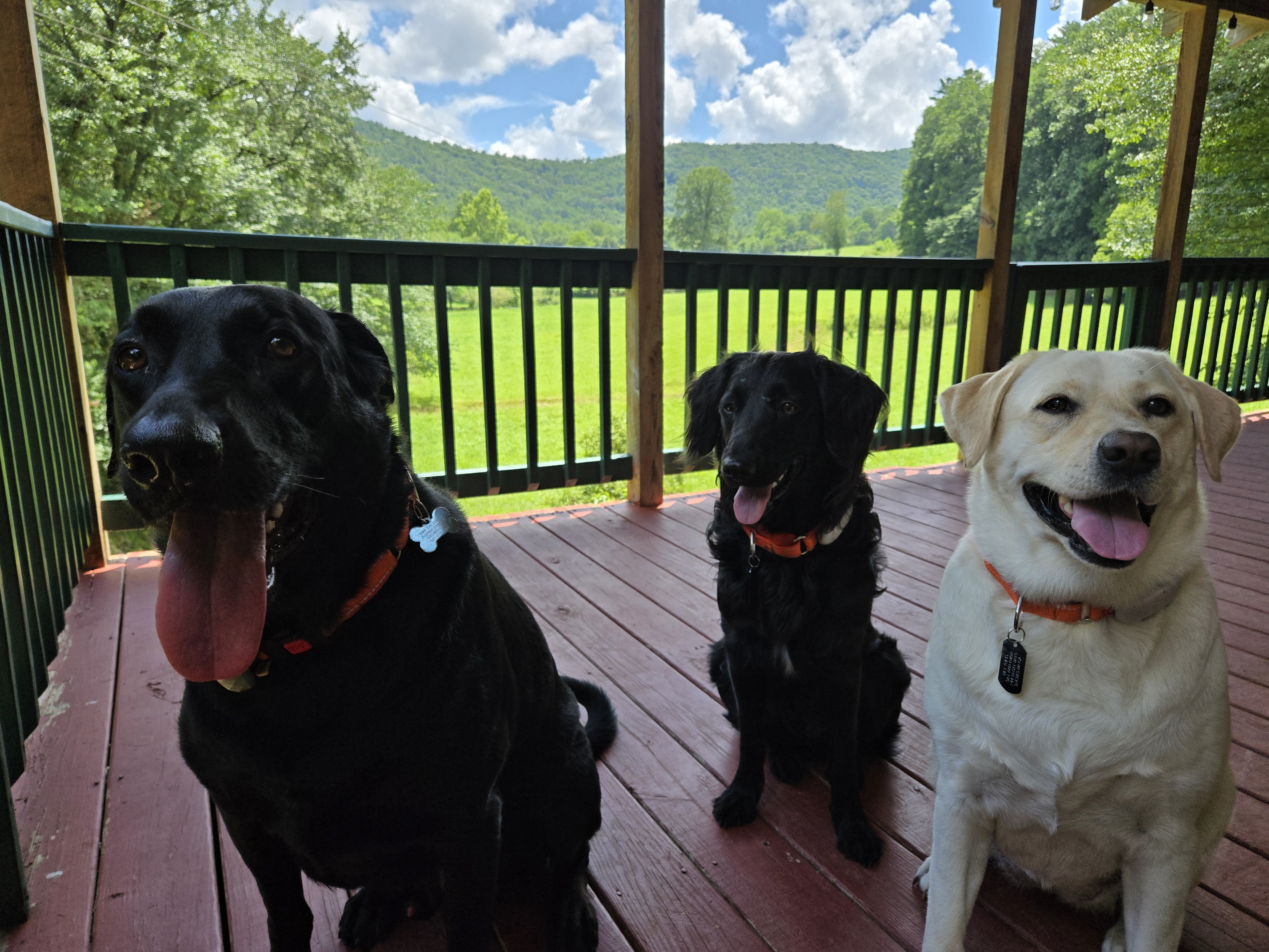 Three dogs on the porch at Headwaters cabin in Suches GA with mountain view
