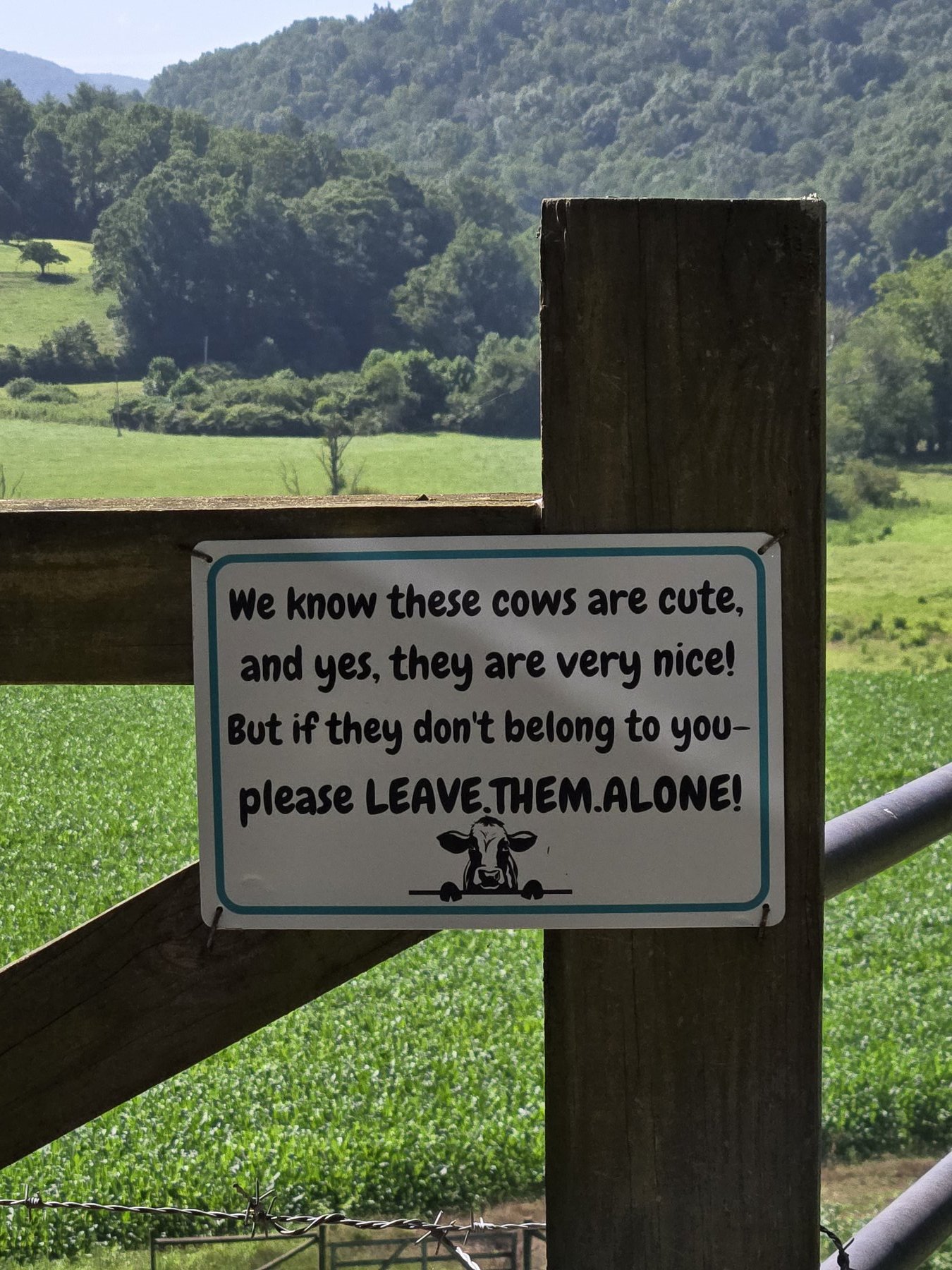 Neighbor sign in Suches GA: We know these cows are cute but please leave them alone