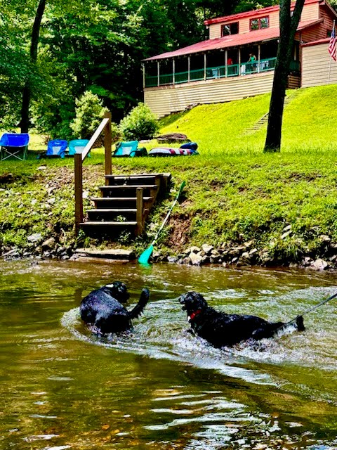 Two black dogs playing and splashing in the Toccoa River with Headwaters cabin visible in the background