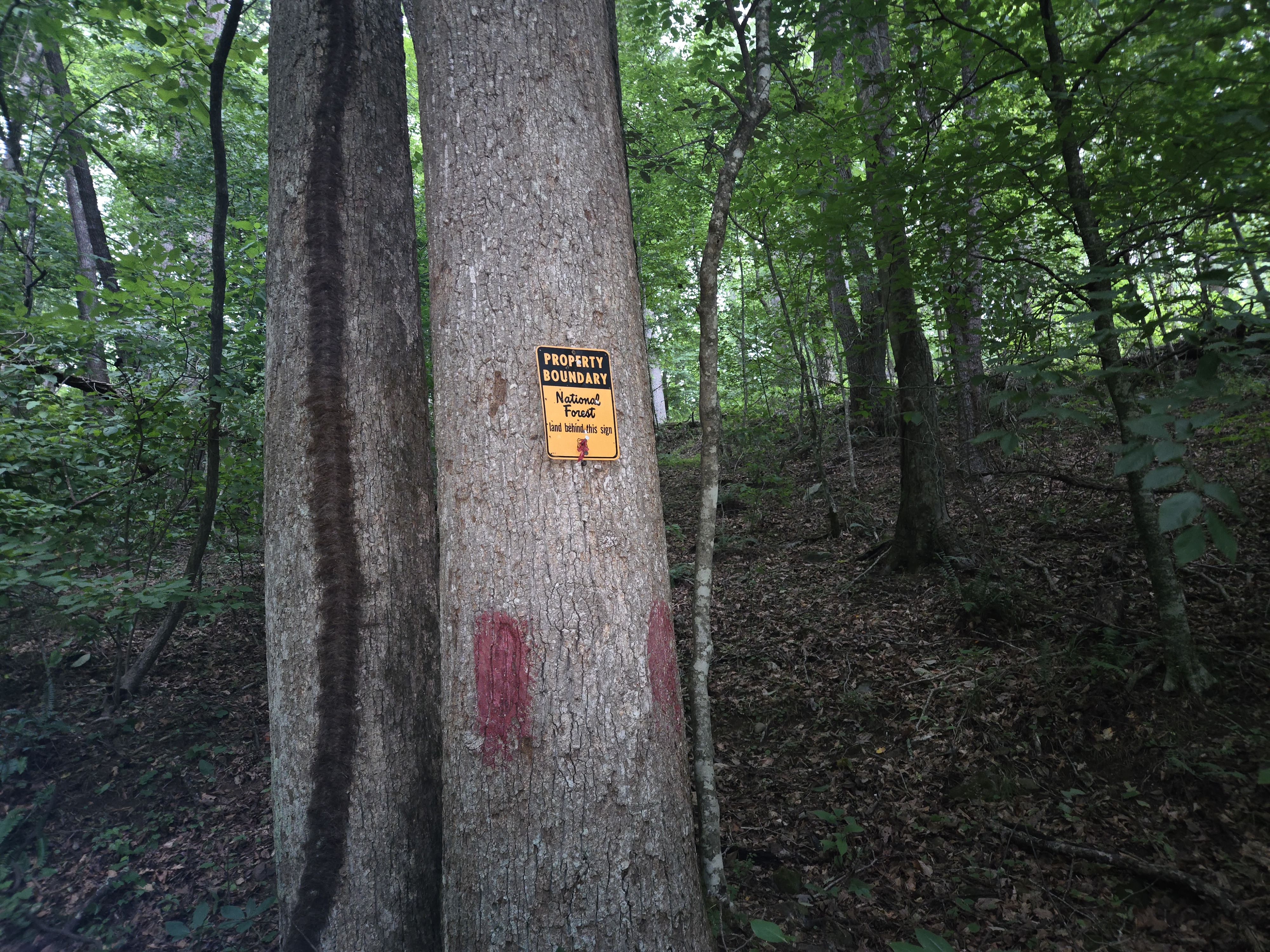 National Forest Property Boundary sign on a tree at the back edge of Headwaters cabin in Suches GA